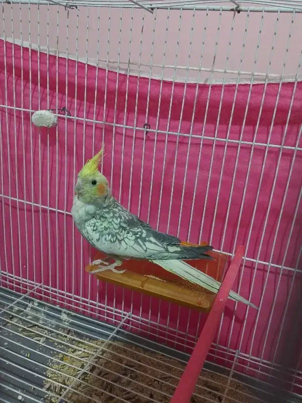 عروس هلندی|پرنده|تربت جام, معدآباد|دیوار