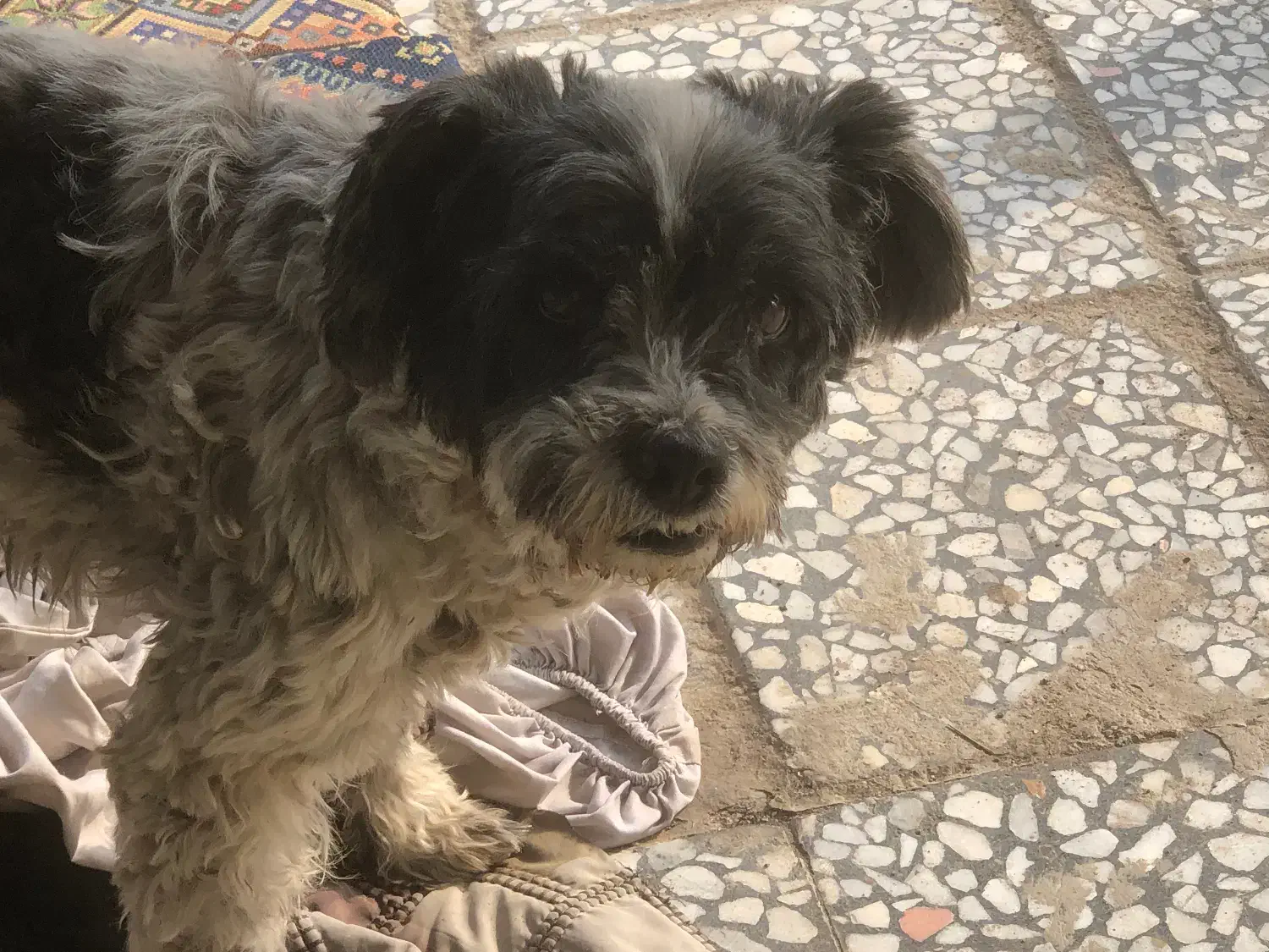 واگذاری رایگان شیتزو تریر|سگ|اطاقور, |دیوار