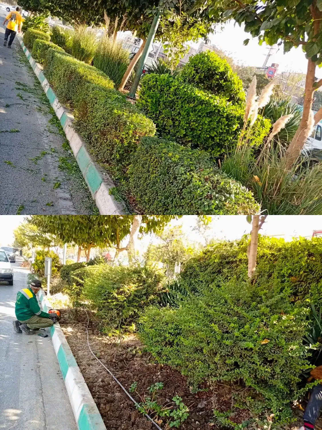 فصل بیل زنی فرم دهی گیاهان زینتی|خدمات باغبانی و درختکاری|کرج, گلشهر|دیوار