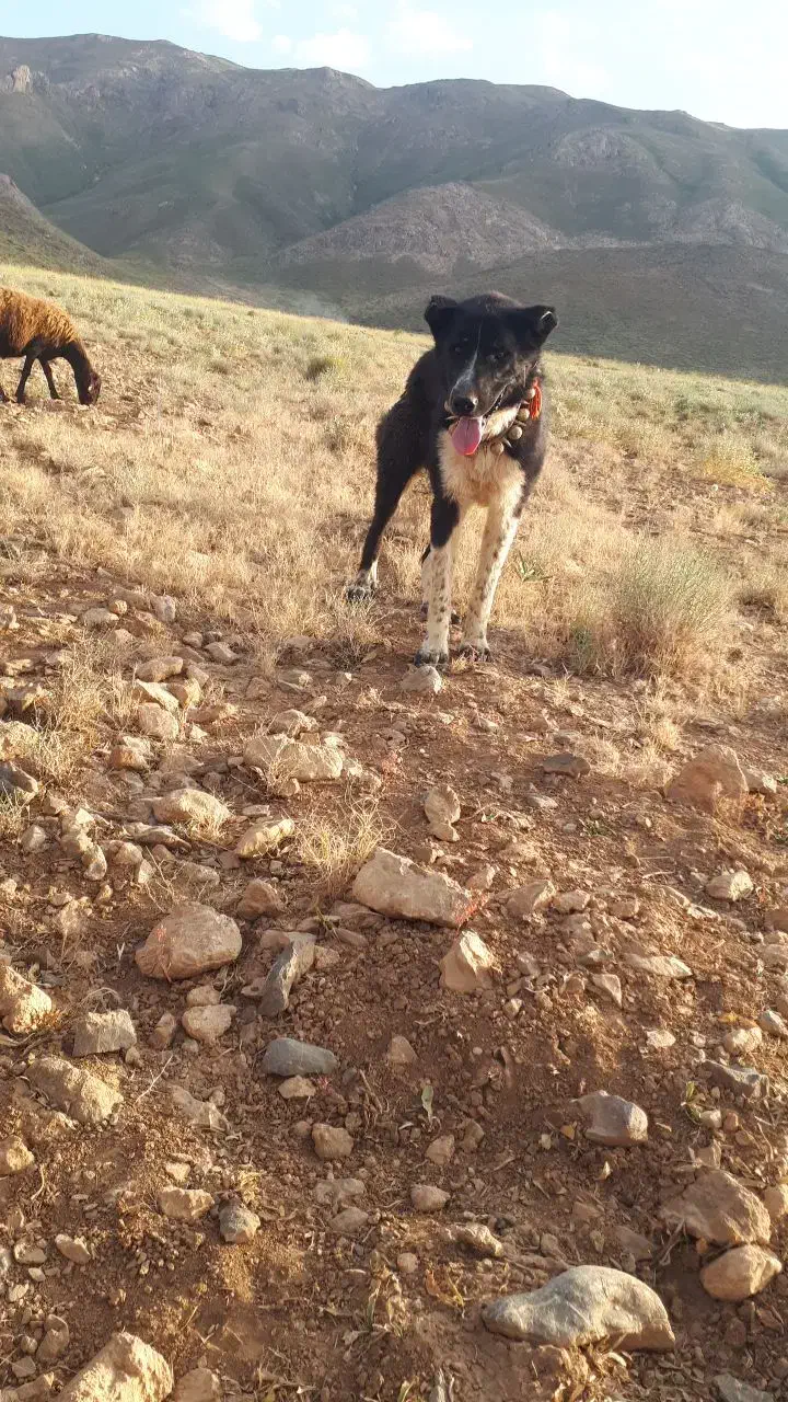 واگذار|سگ|اصفهان, قهاب جنوبی|دیوار