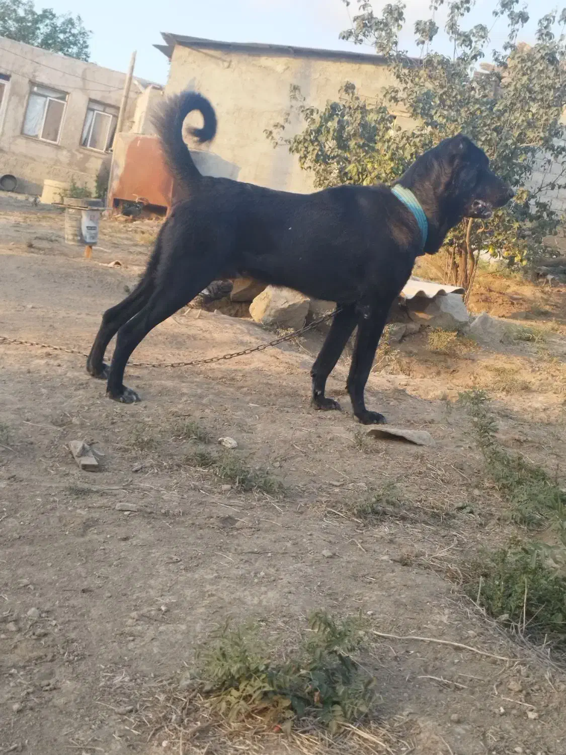 سگ سرابی|سگ|آبش احمد, |دیوار