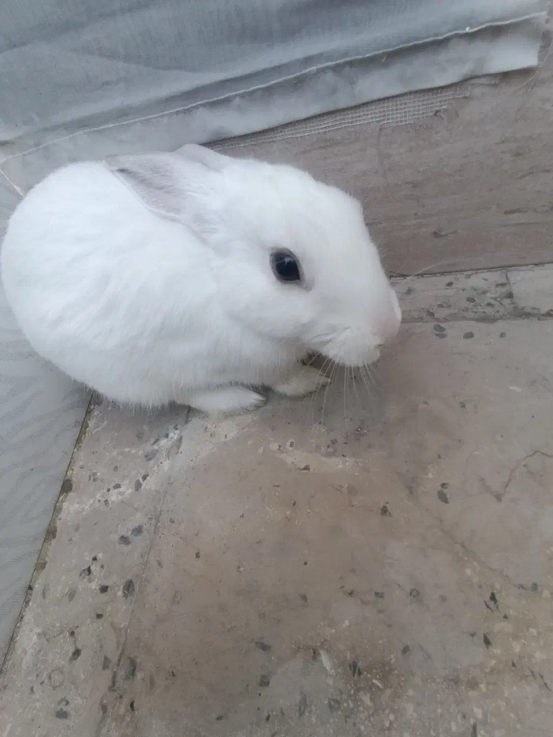 خرگوش سفید وبامزه|موش و خرگوش|شهریار, رزکان|دیوار