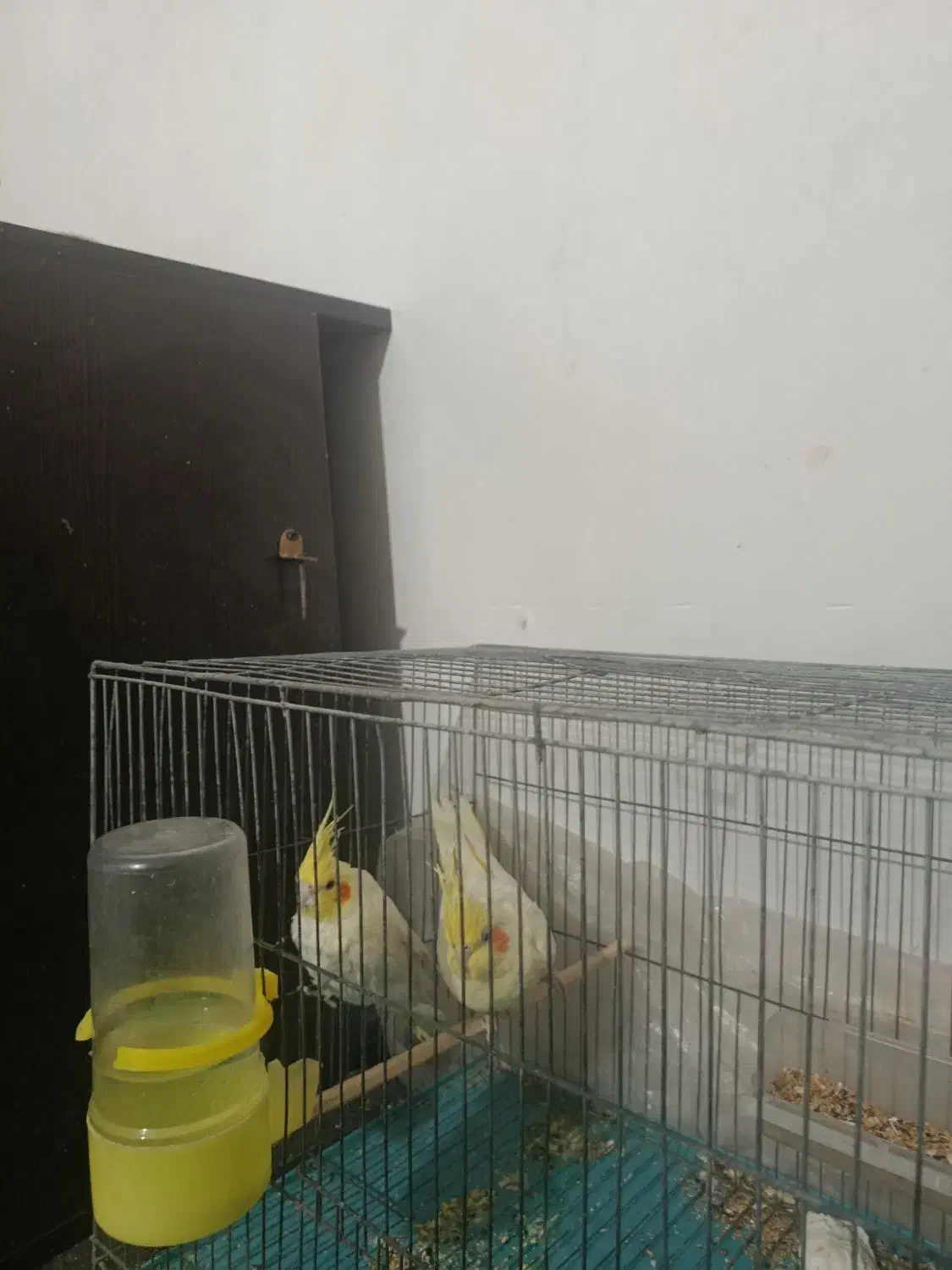 عروس هلندی|پرنده|سیرجان, |دیوار