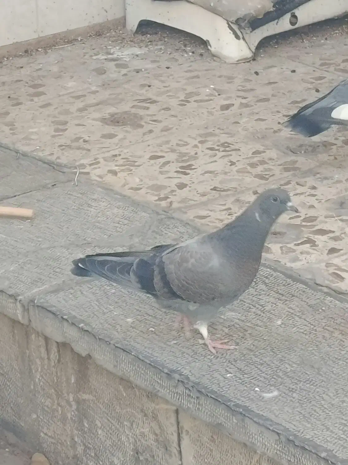 جوجه تازه دونخورشده|پرنده|خمینیشهر, |دیوار