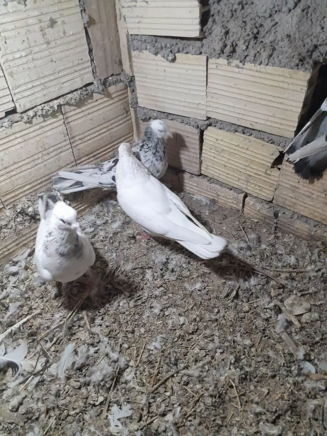 کبوتر|پرنده|بم, |دیوار