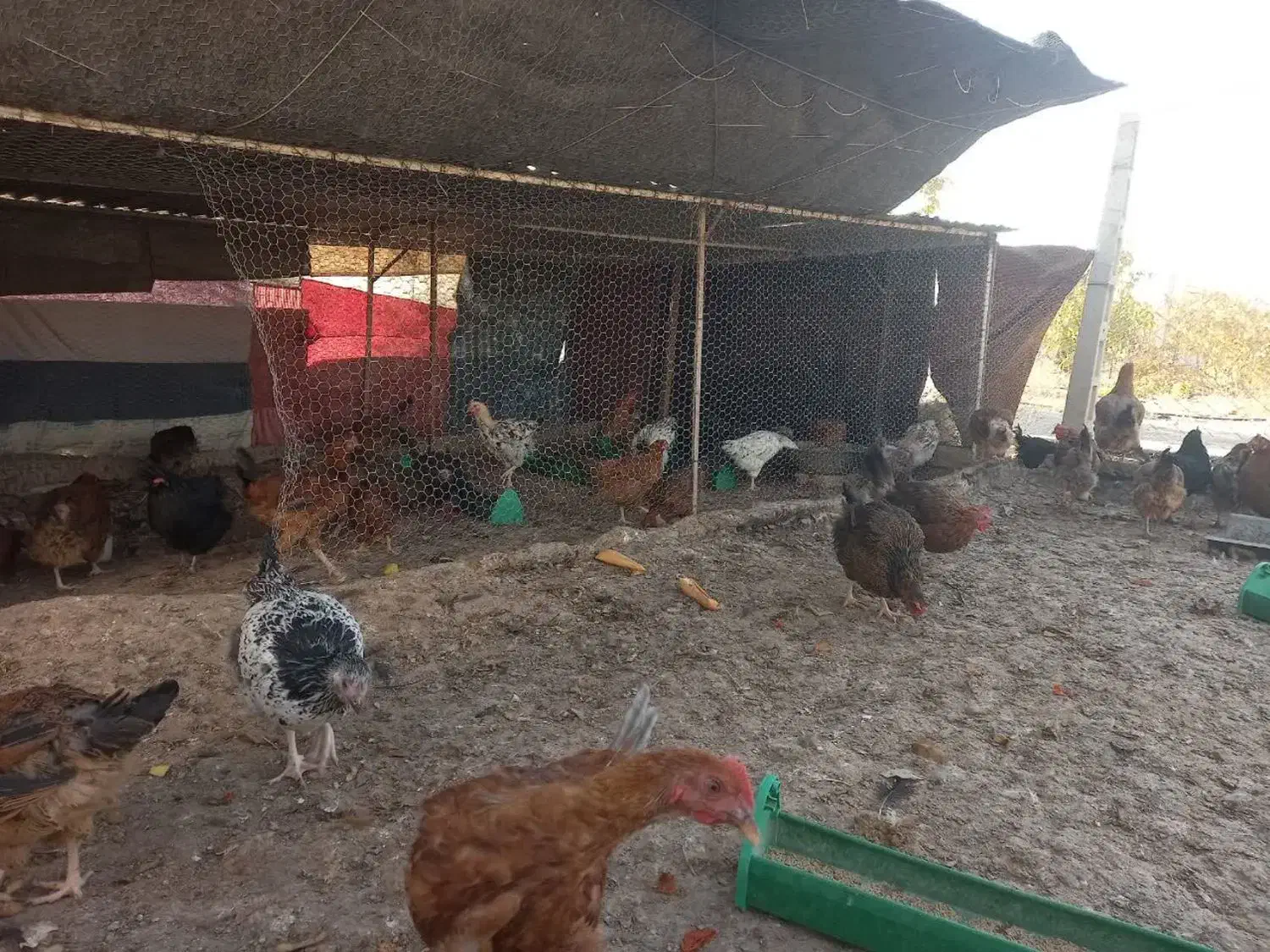 خروس محلی برای قربانی|حیوانات مزرعه|آبیک, |دیوار