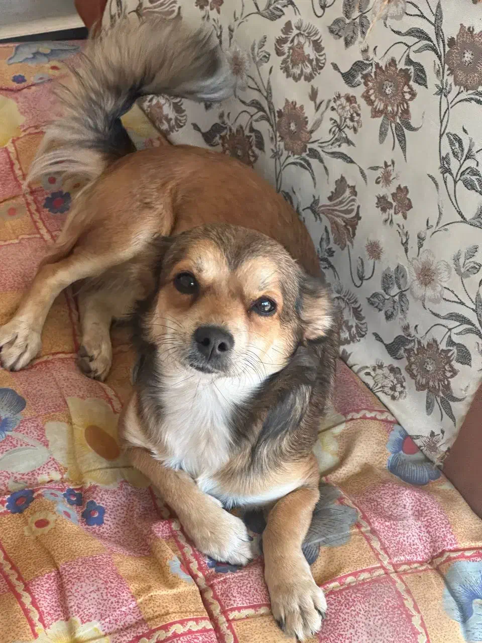 سگ پامرین اشپیتز|سگ|گنبد کاووس, |دیوار