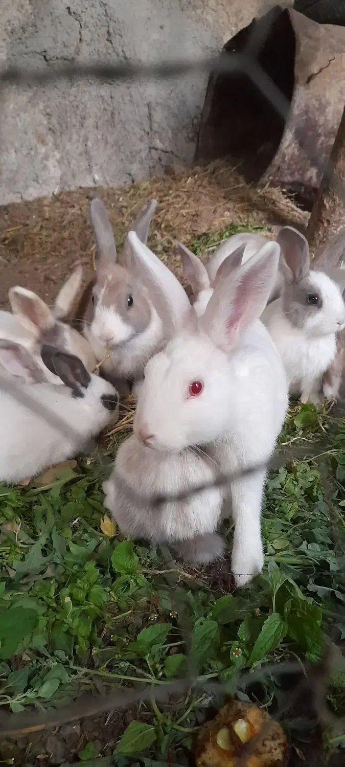 خرگوش خوشگل سیصد|موش و خرگوش|نمین, |دیوار