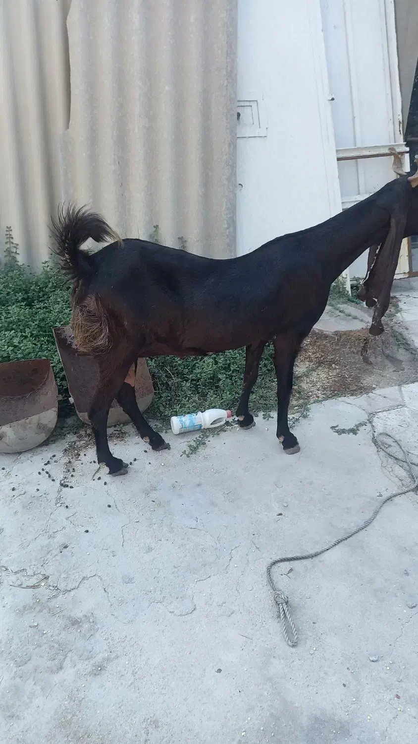 فروش بز کامروی|حیوانات مزرعه|عسلویه, |دیوار