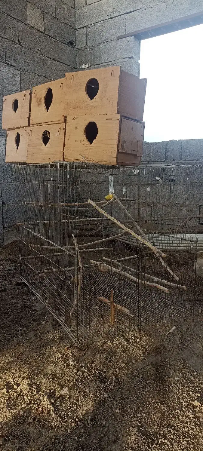 قفس پران ولانه عروس هلندی|لوازم جانبی حیوانات|رامسر, |دیوار