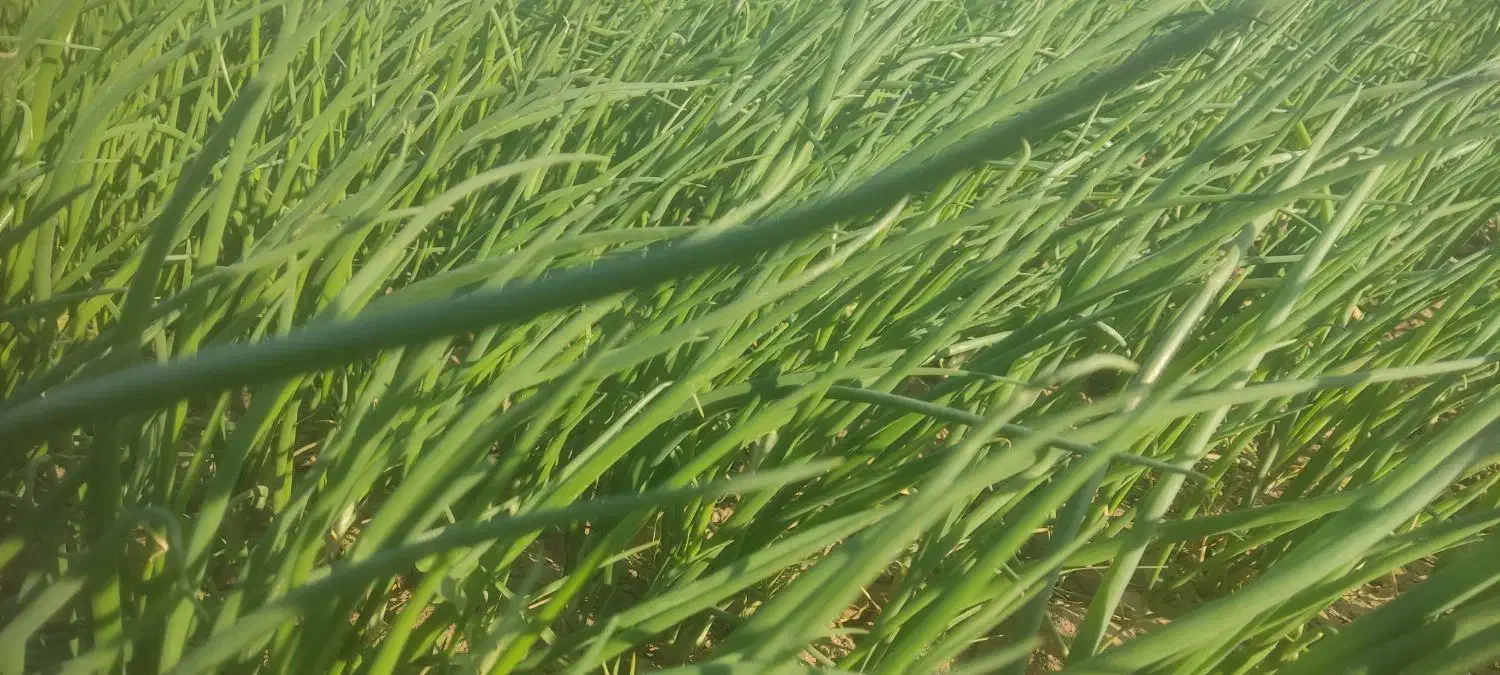 نشای پیاز|گل و گیاه طبیعی|بوستان, |دیوار