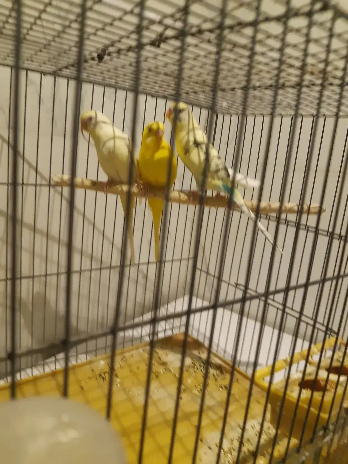 عروس هلندی|پرنده|قم, سالاریه|دیوار