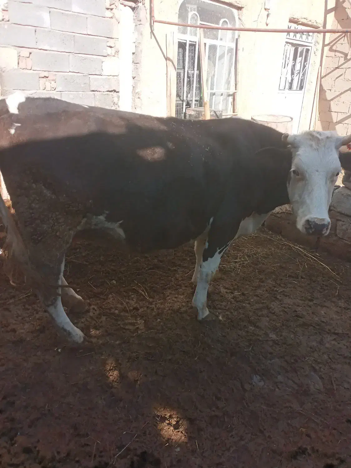 گاو سیمیتال|حیوانات مزرعه|ملکان, |دیوار