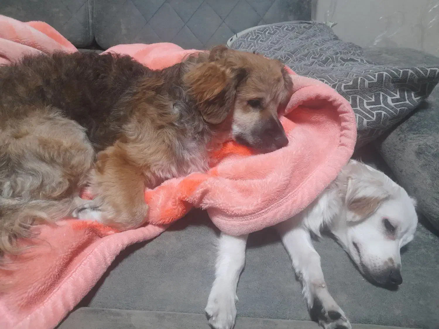 واگذاری دو سگ نرو ماده اشپیتز|سگ|قدس, شهر‌قدس|دیوار