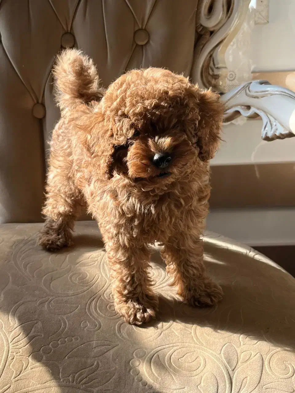 توی پودل کوچولو|سگ|رشت, گلسار|دیوار