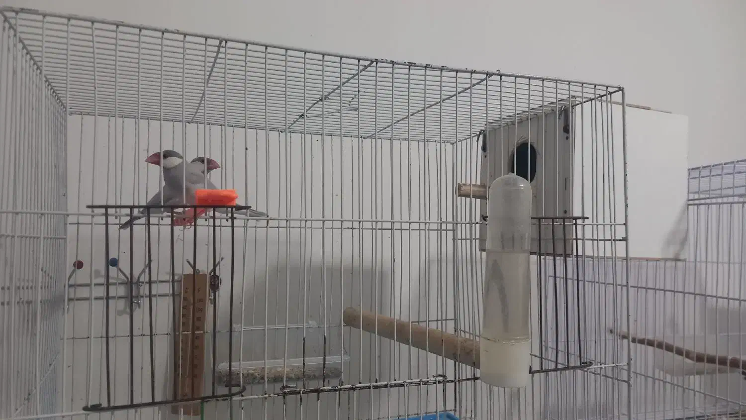 فنچ نرگسی|پرنده|قوچان, |دیوار