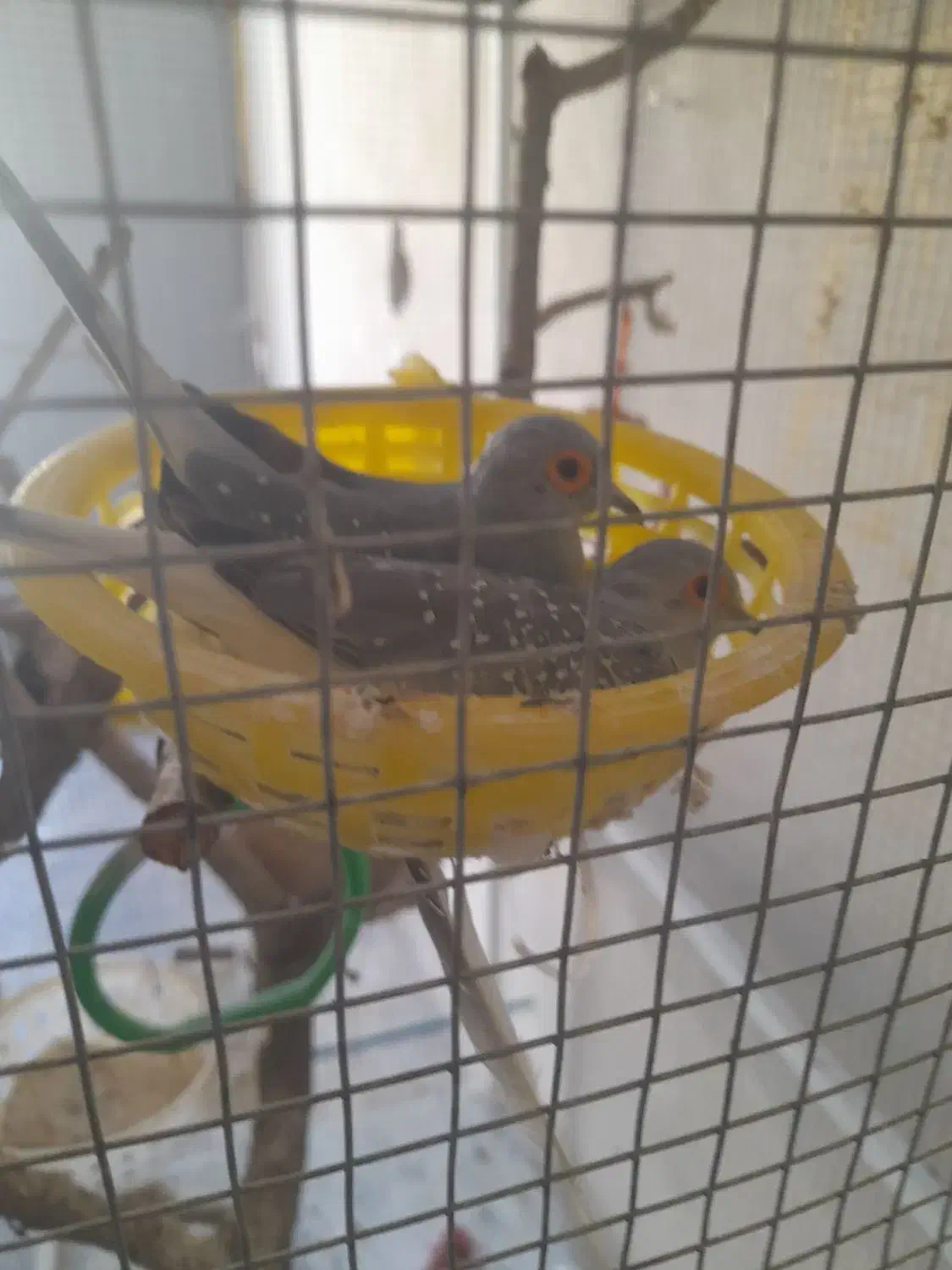 کبوتر میناتوری|پرنده|آبدانان, |دیوار