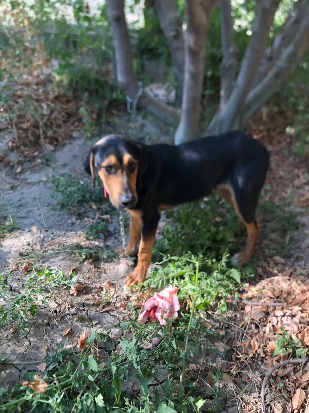 سگ نگهبان|سگ|وحیدیه, |دیوار