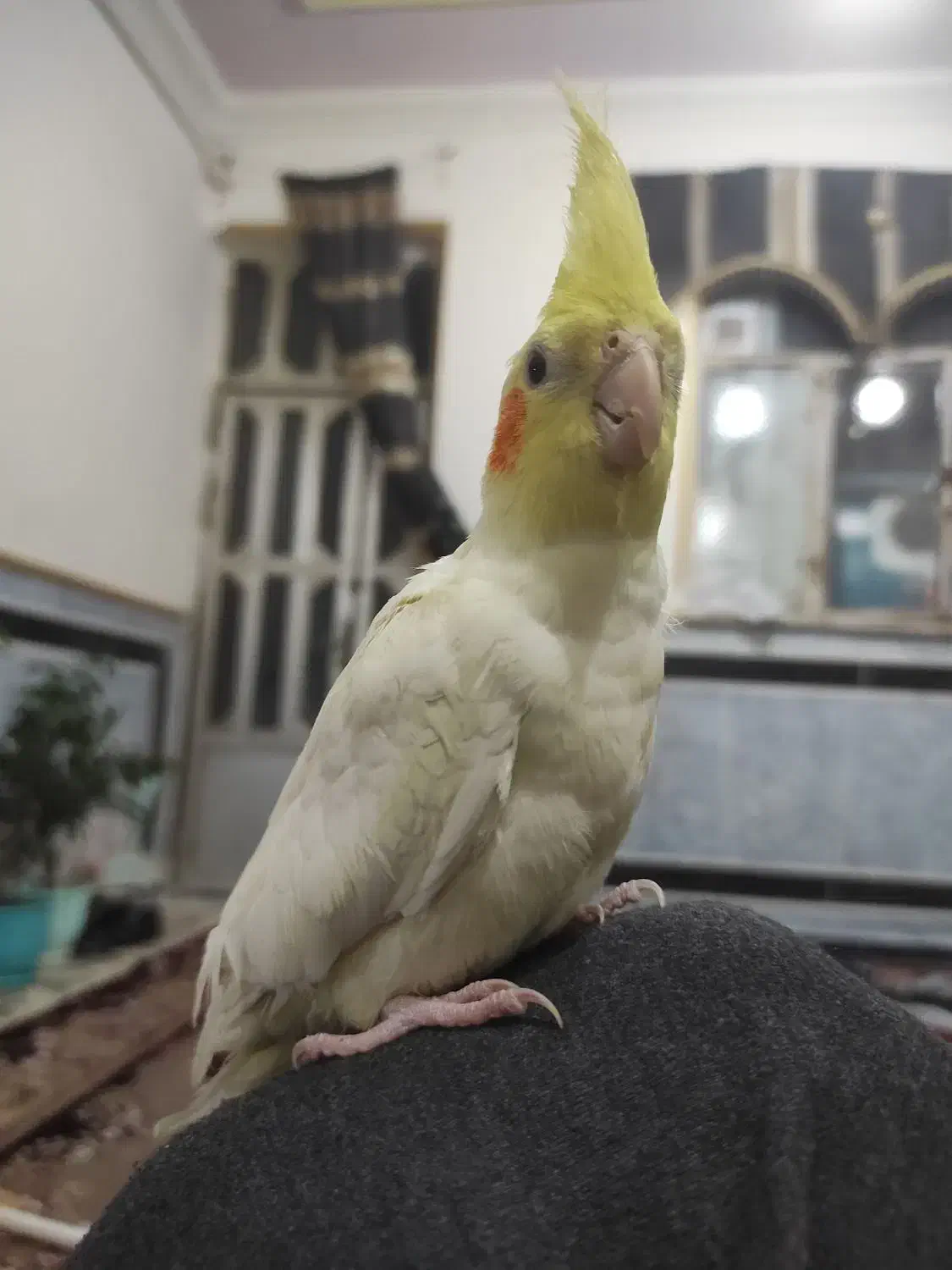 عروس هلندی نر دستی سه ماهه|پرنده|زاهدان, |دیوار