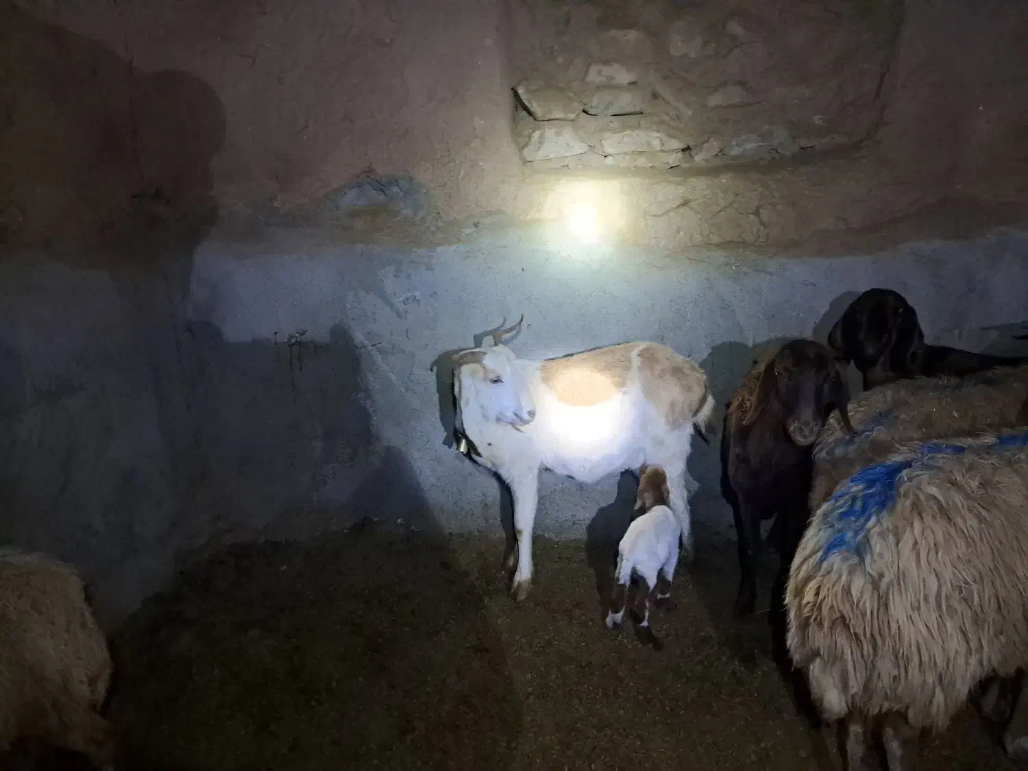 بز جوان|حیوانات مزرعه|سبزوار, رباط|دیوار