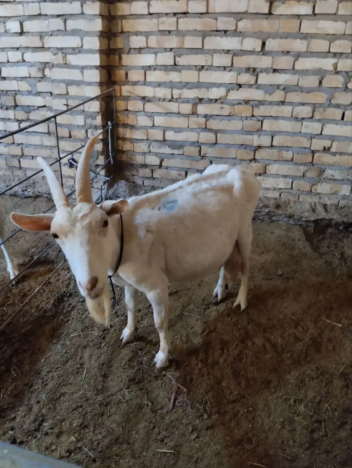 یک راس بز سانن بفروش می رسد|حیوانات مزرعه|حلب, |دیوار