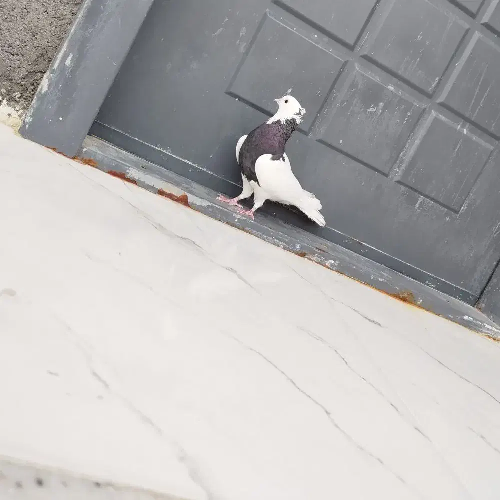 طوقی سیاه ماده|پرنده|گله دار, |دیوار