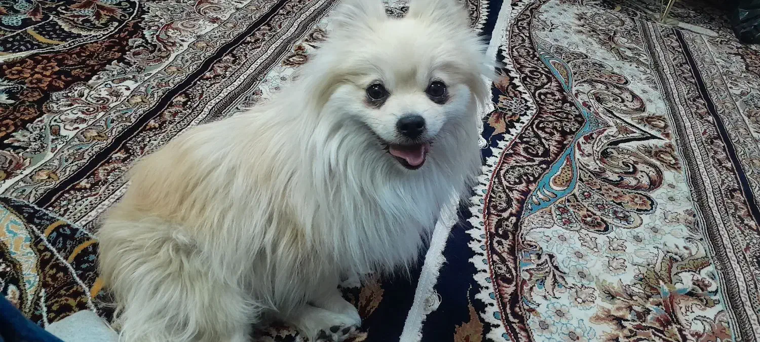 سگ پامر|سگ|نجف‌آباد, یزدانشهر|دیوار