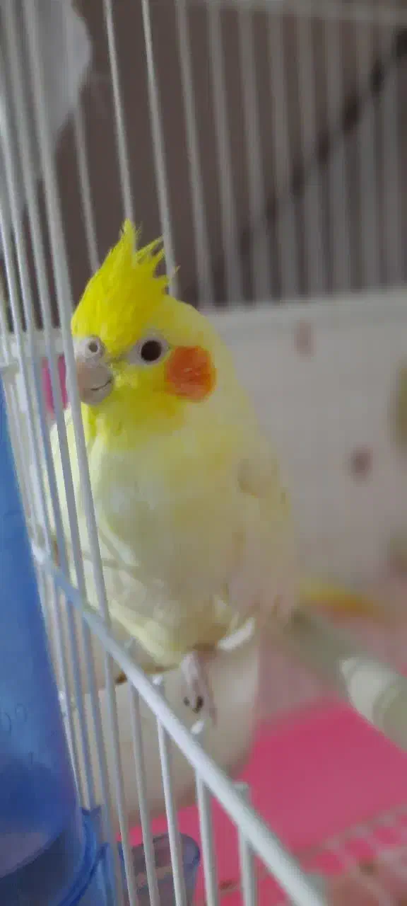 یک جفت عروس هلندی نر و ماده با تخفیف|پرنده|قم, شهرک مهدیه|دیوار