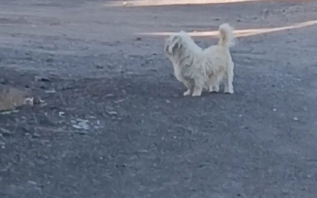 سگ پاکوتاه|سگ|رفسنجان, |دیوار