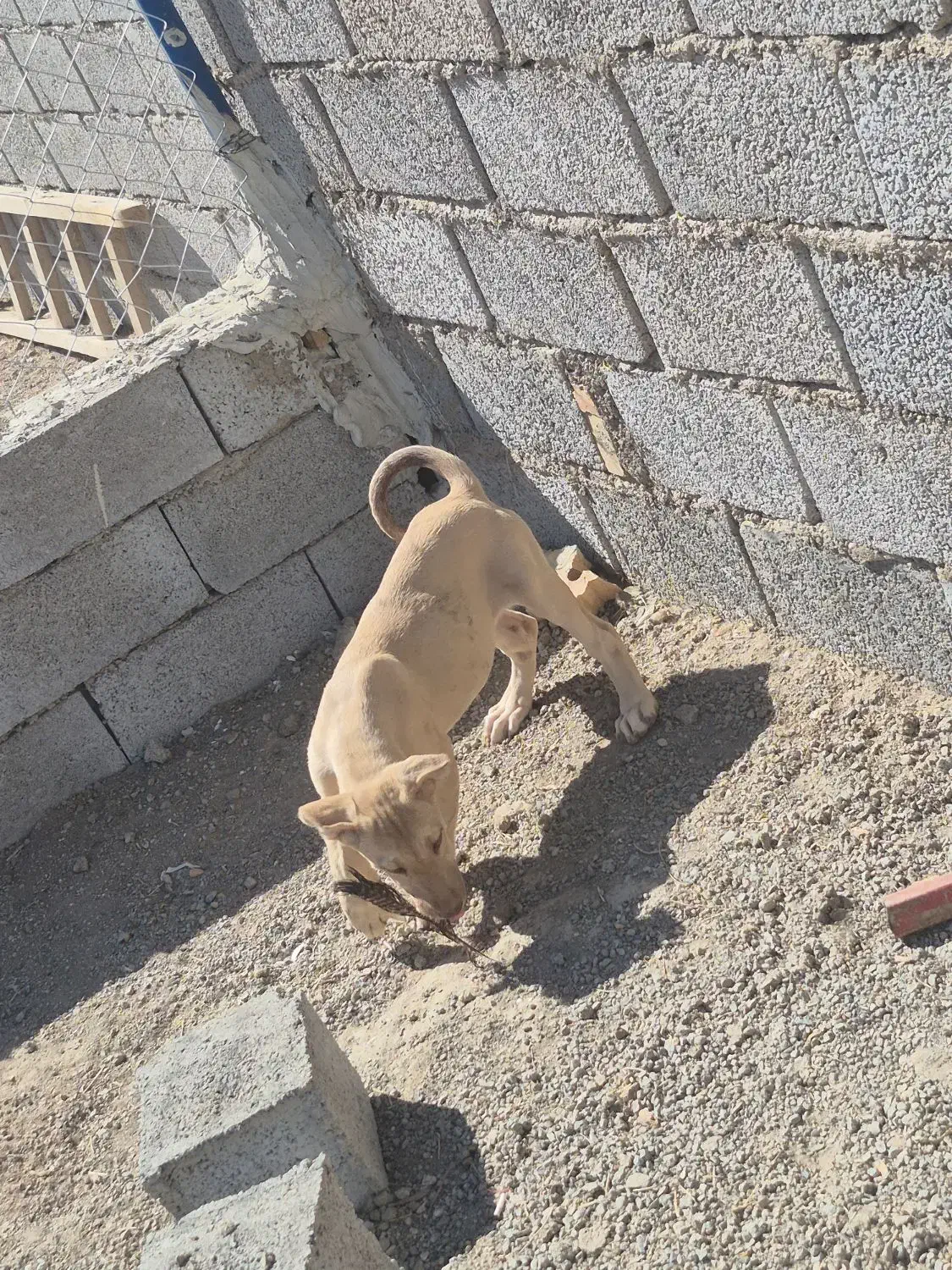 واگذاری توله ماده|سگ|تبریز, |دیوار