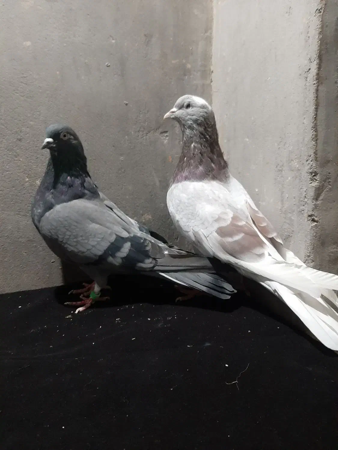 کبوتر ساعت سنگین|پرنده|ایواوغلی, |دیوار