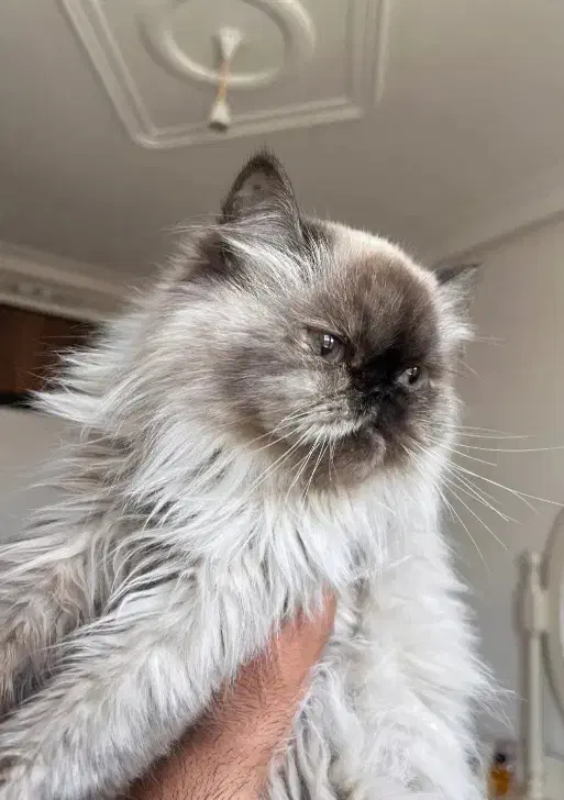 گربه|گربه|مشهد, کشف|دیوار