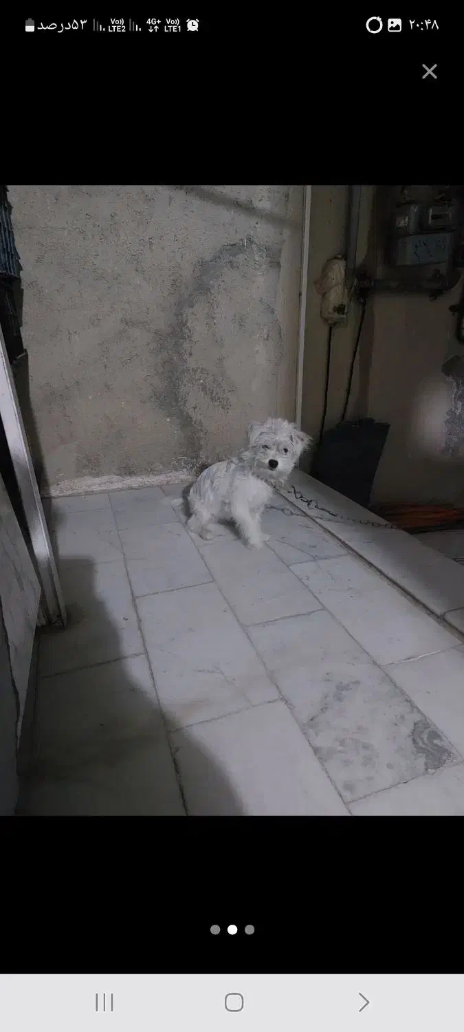 سگ خانگی ماده|سگ|مهاباد (آذربایجان غربی), |دیوار