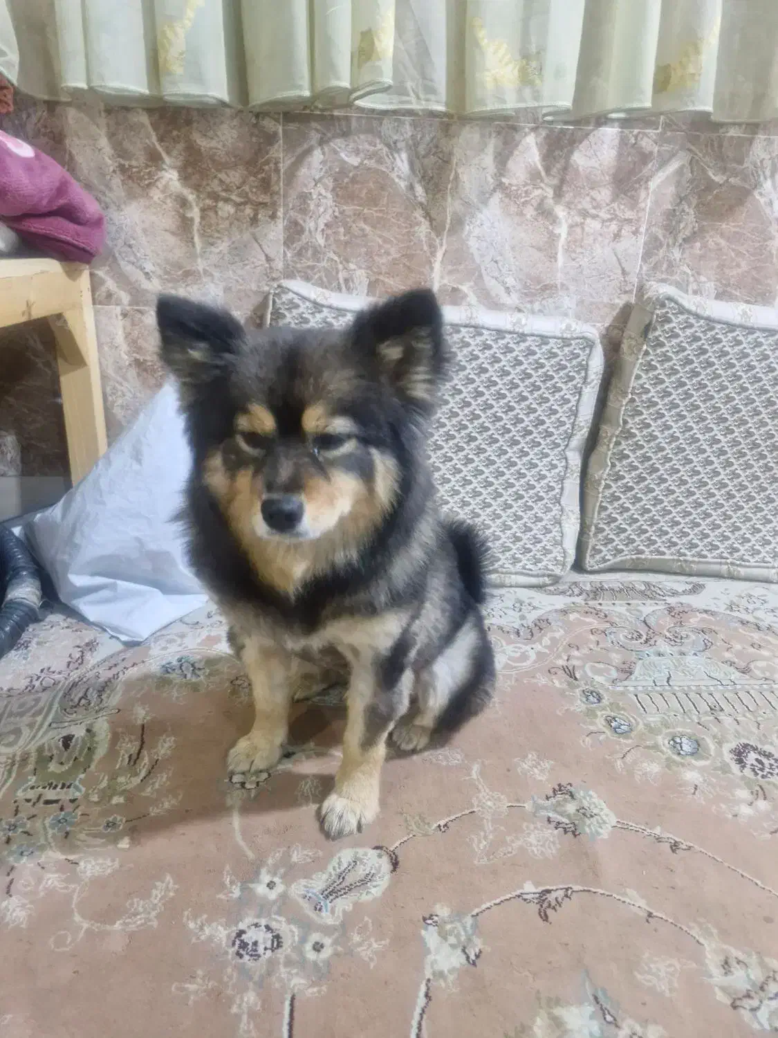 سگ پیدا شده|حیوانات|بومهن, |دیوار