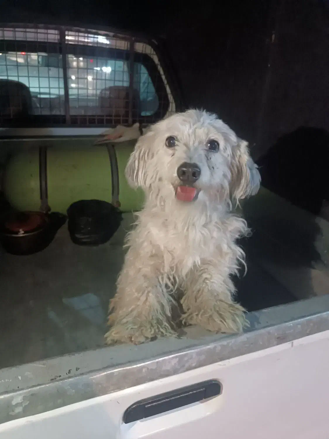 سگ پاکوتاه گمشده|حیوانات|تهران, زنجان جنوبی|دیوار