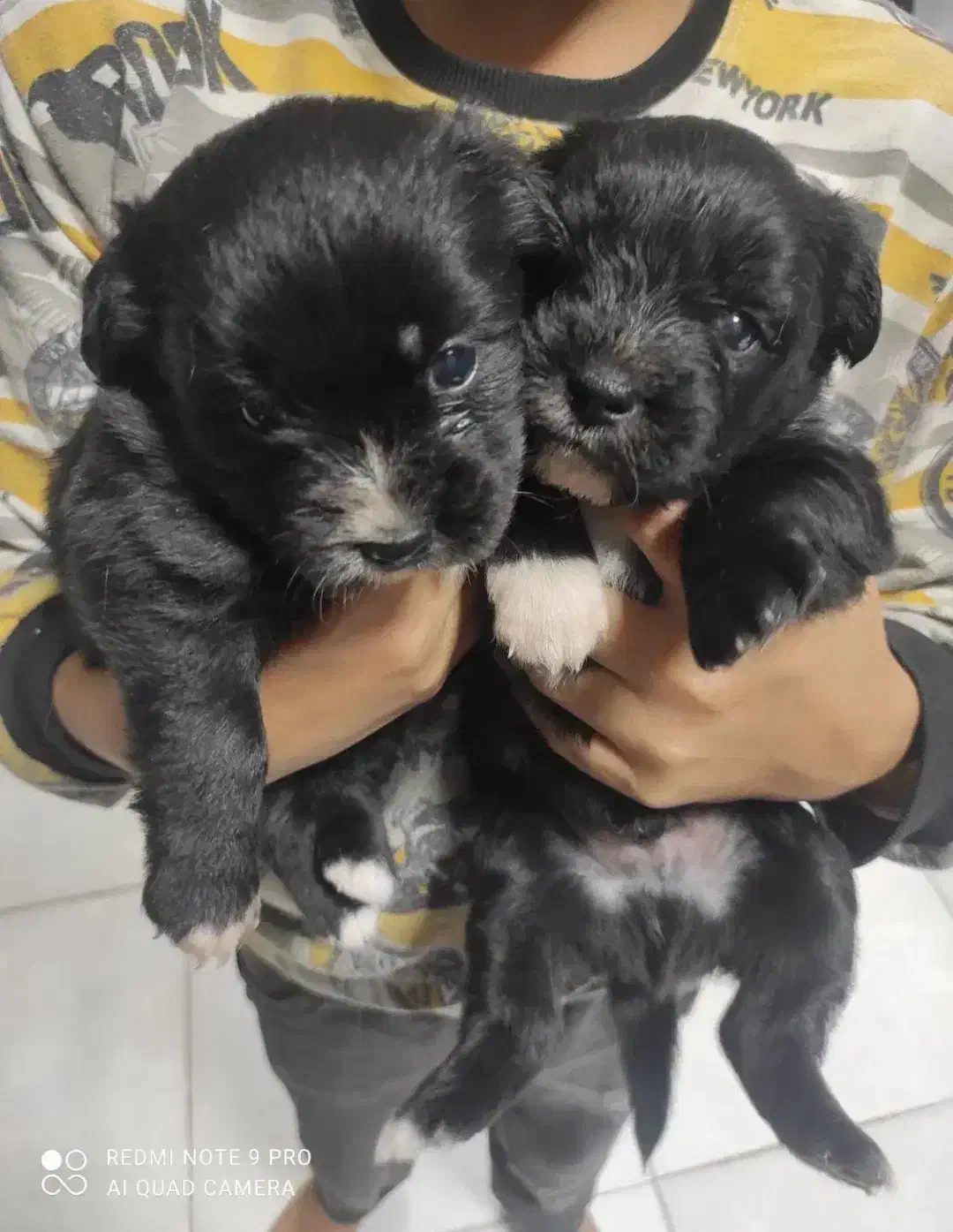 سگ پامر / شینزو|سگ|گلبهار, شهر جدید گلبهار|دیوار