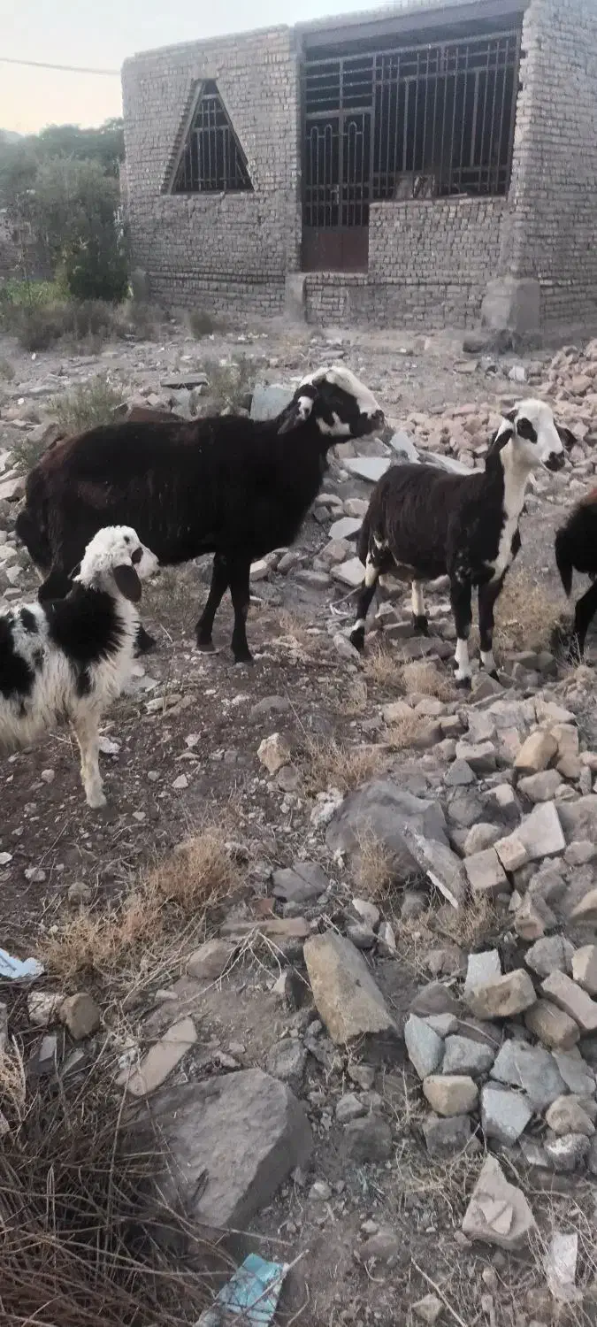 قوچ میش بز|حیوانات مزرعه|تربتحیدریه, کوی شهید احمدزاده ملکی|دیوار