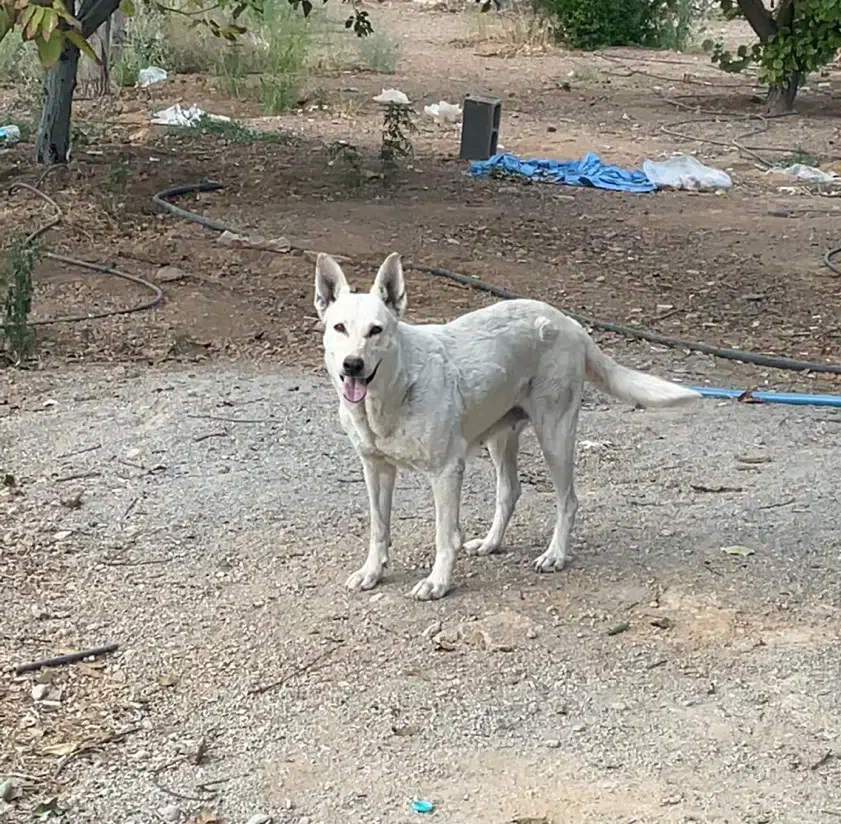 واگذاری ژرمن سفید|سگ|آباده, |دیوار