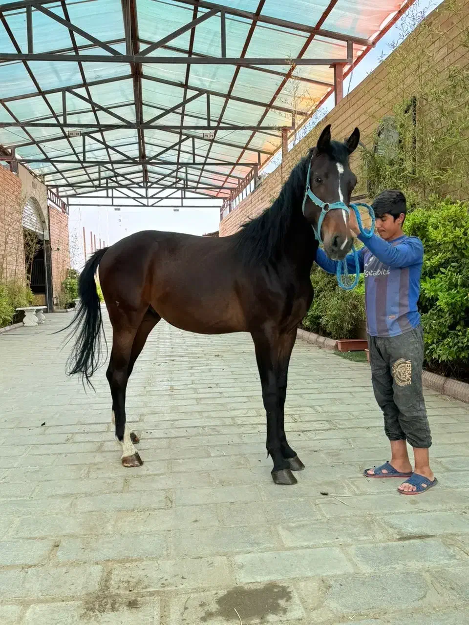 کره اسب نریان آگودتا دوسرخارجی ۳ساله و نیم|اسب و تجهیزات اسب‌سواری|شهریار, اسکمان|دیوار