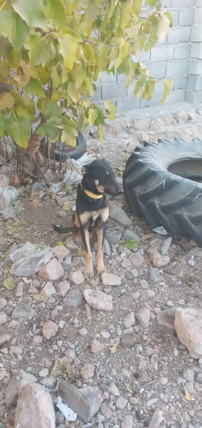 سگ دو رگه خارجی و سرابی|سگ|خانمیرزا, |دیوار