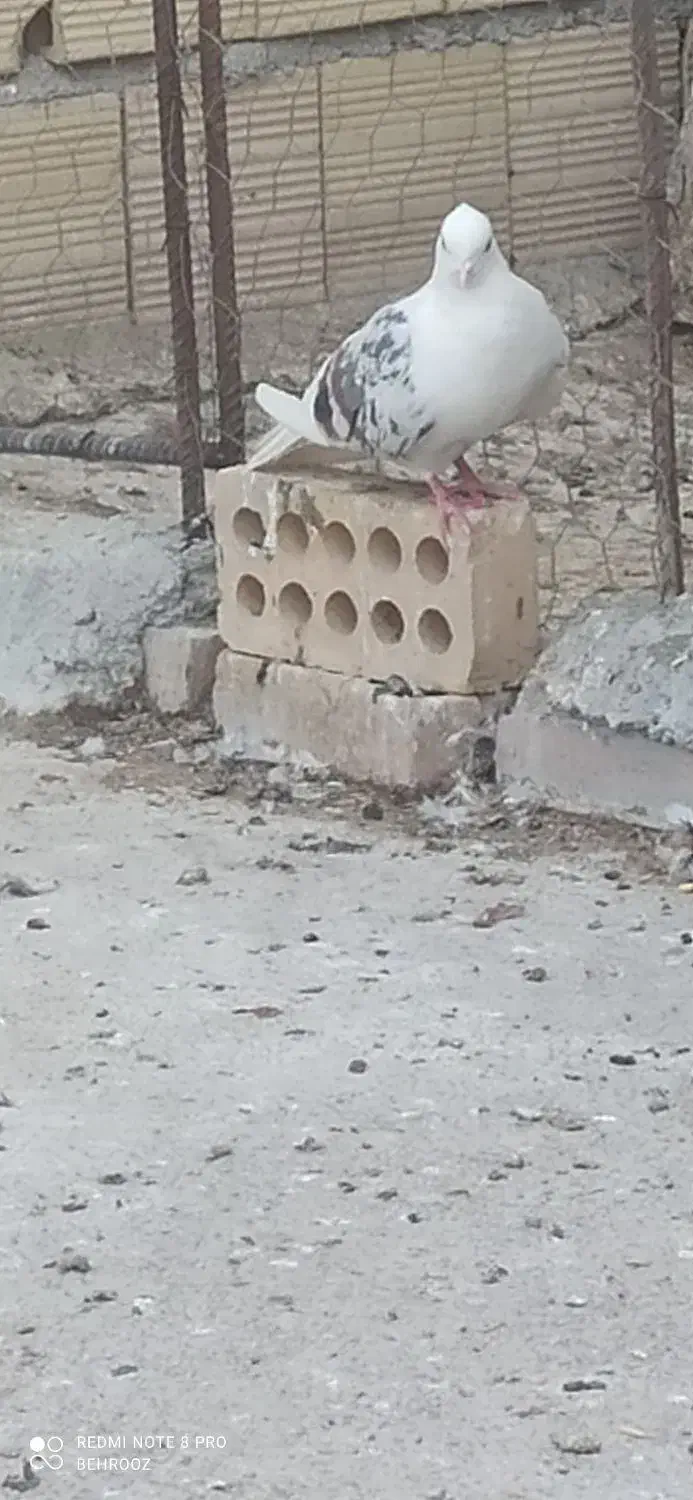 دوکت پلنگ نر|پرنده|انگوران, |دیوار