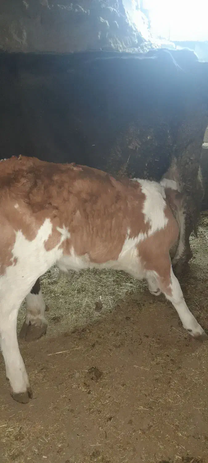 گاو گوساله|حیوانات مزرعه|قروه, |دیوار