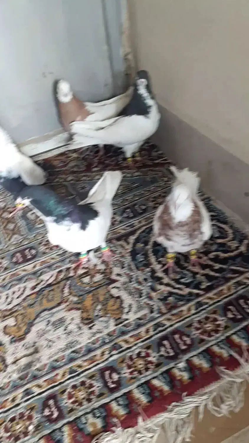 سلام خدمت دوستان گل|پرنده|شیراز, پادگان بعثت|دیوار