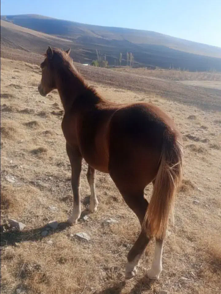 ترکمن|اسب و تجهیزات اسبسواری|زنجان, |دیوار