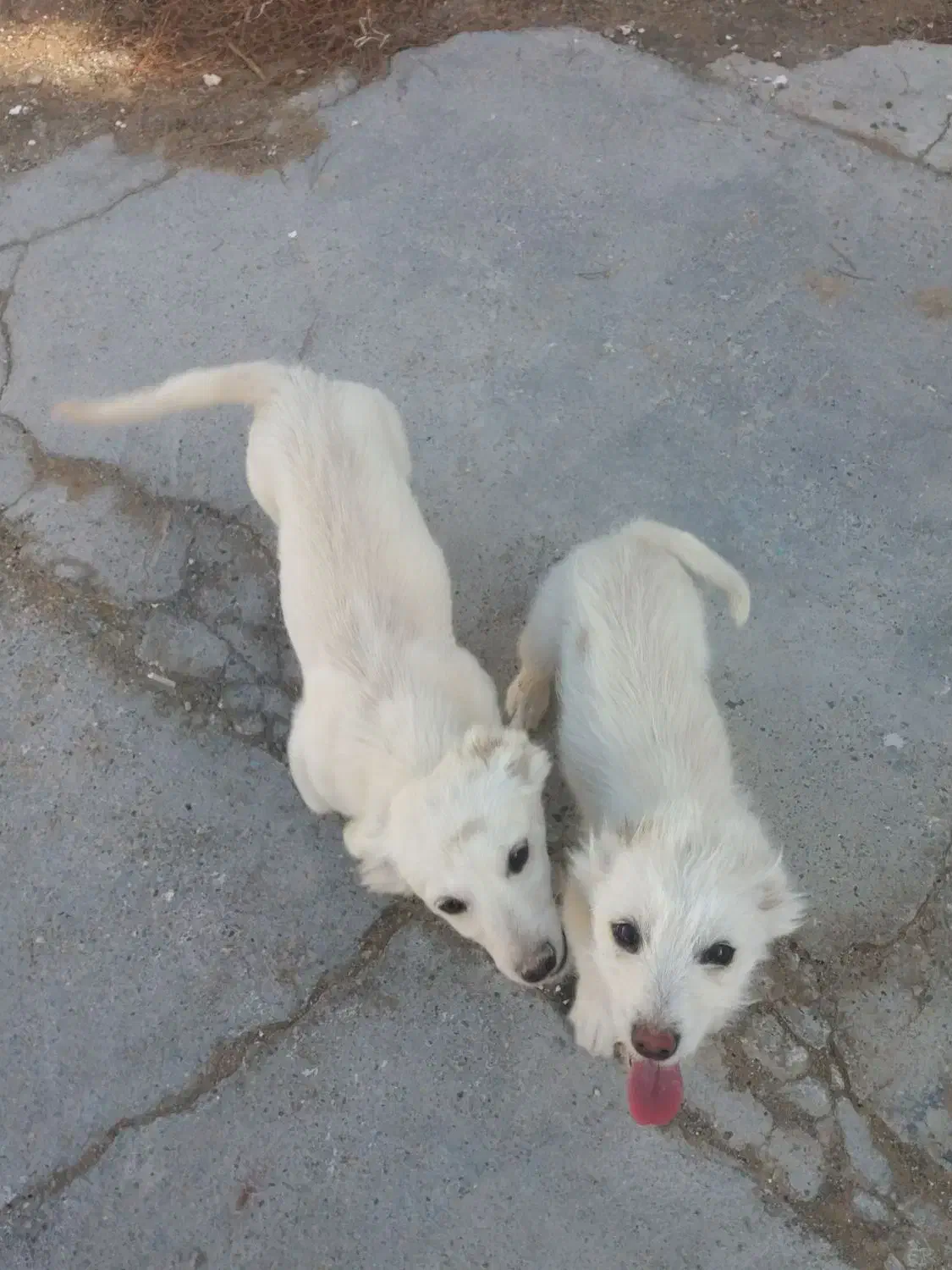 پاپی|حراج|تربت جام, میان جام|دیوار