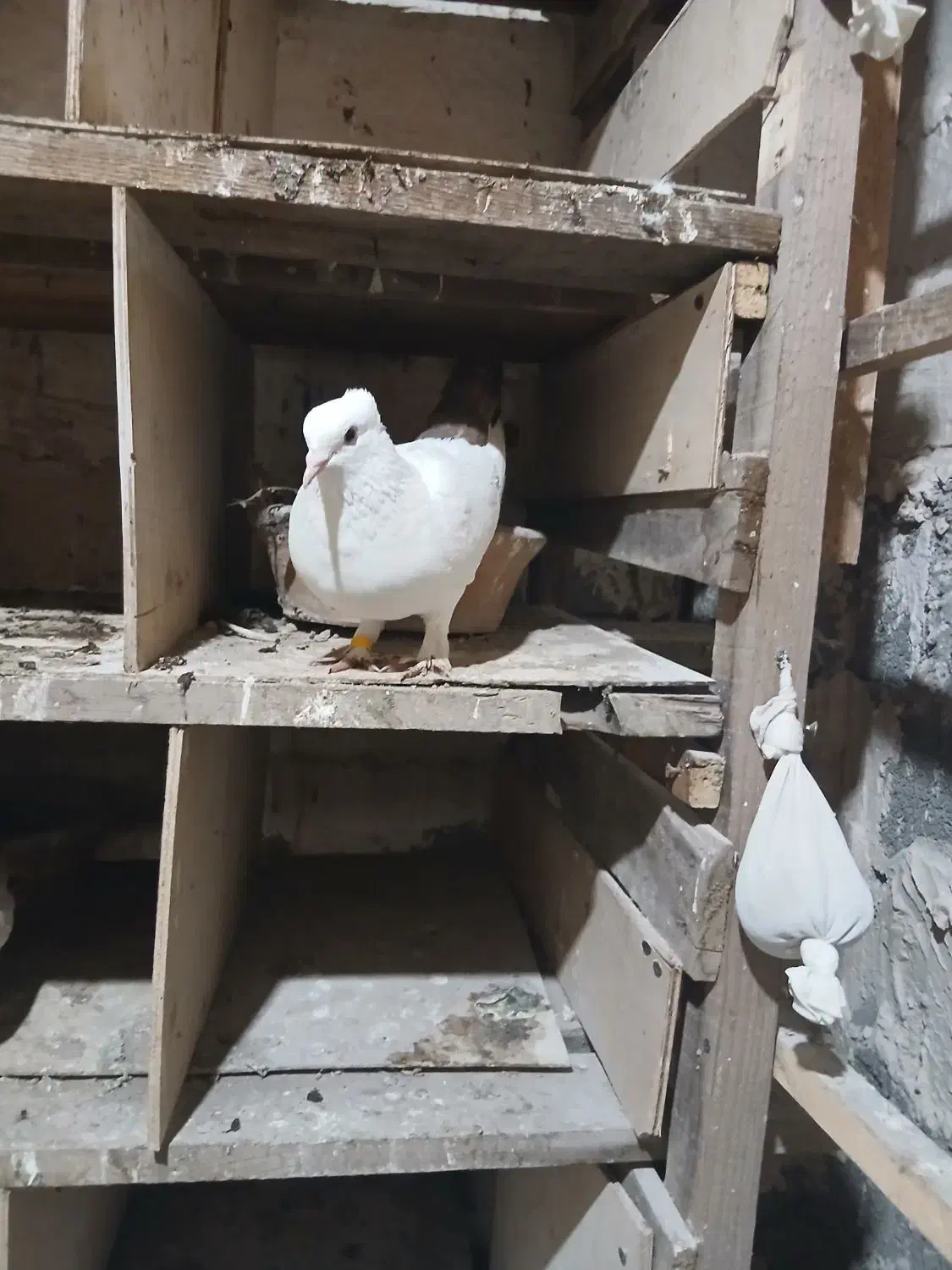 کبوتر دم سیاه|پرنده|املش, |دیوار