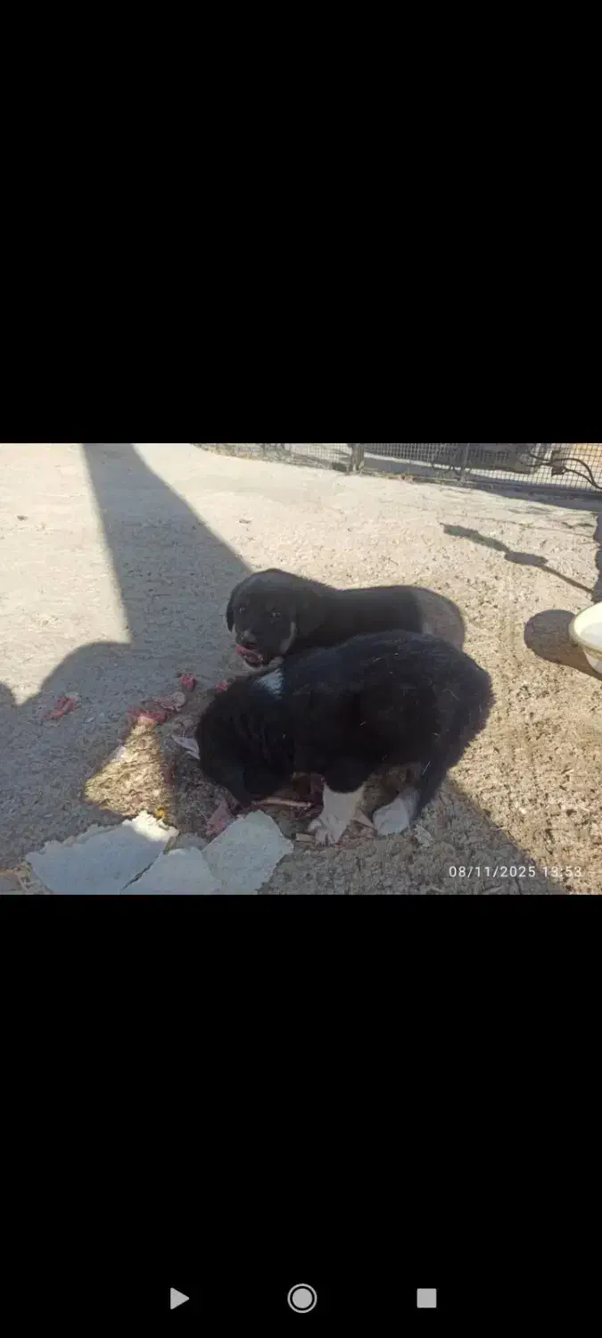 واگذاری سگ بومی|سگ|سقز, |دیوار