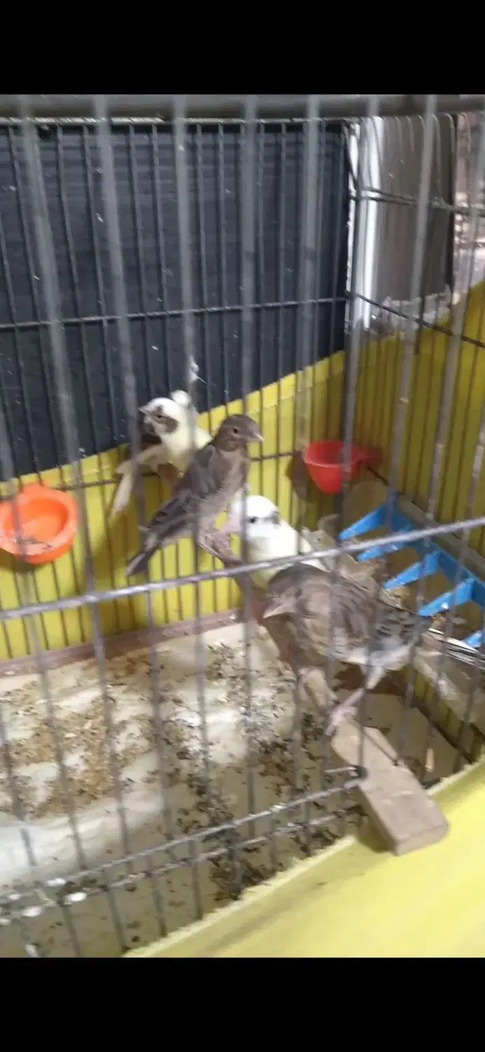 قناری یجا سلامت|پرنده|هشتگرد, شهرک راه آهن|دیوار