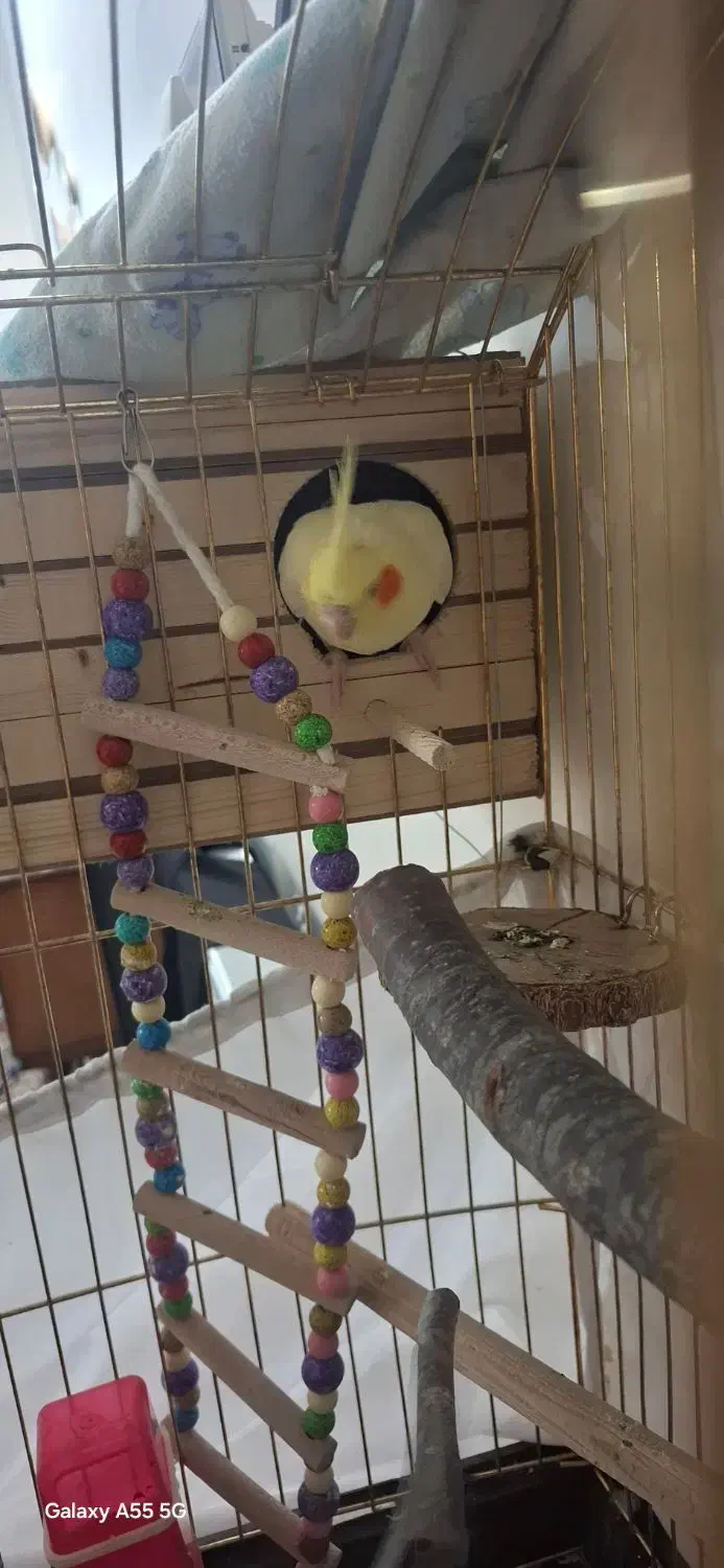 عروس هلندی|پرنده|تهران, وصفنارد|دیوار