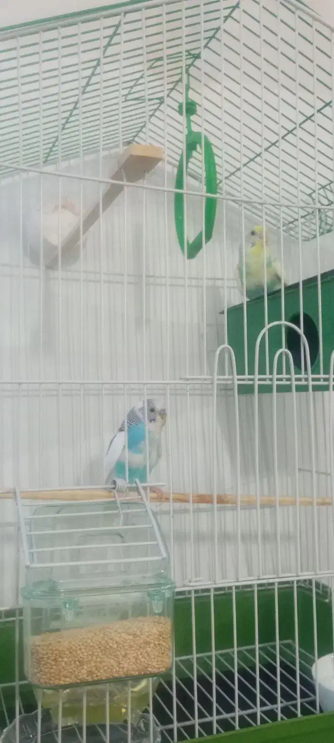 مرغ عشق|پرنده|چناران, |دیوار